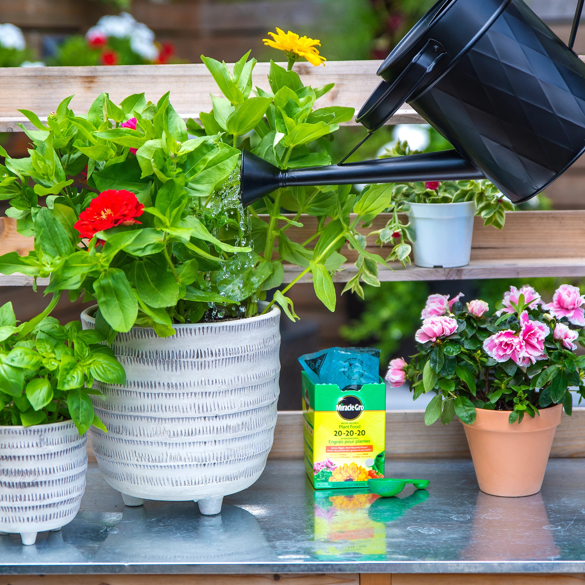 Water Soluble Plant Food 20-20-20 | ScottsMiracle-Gro CA